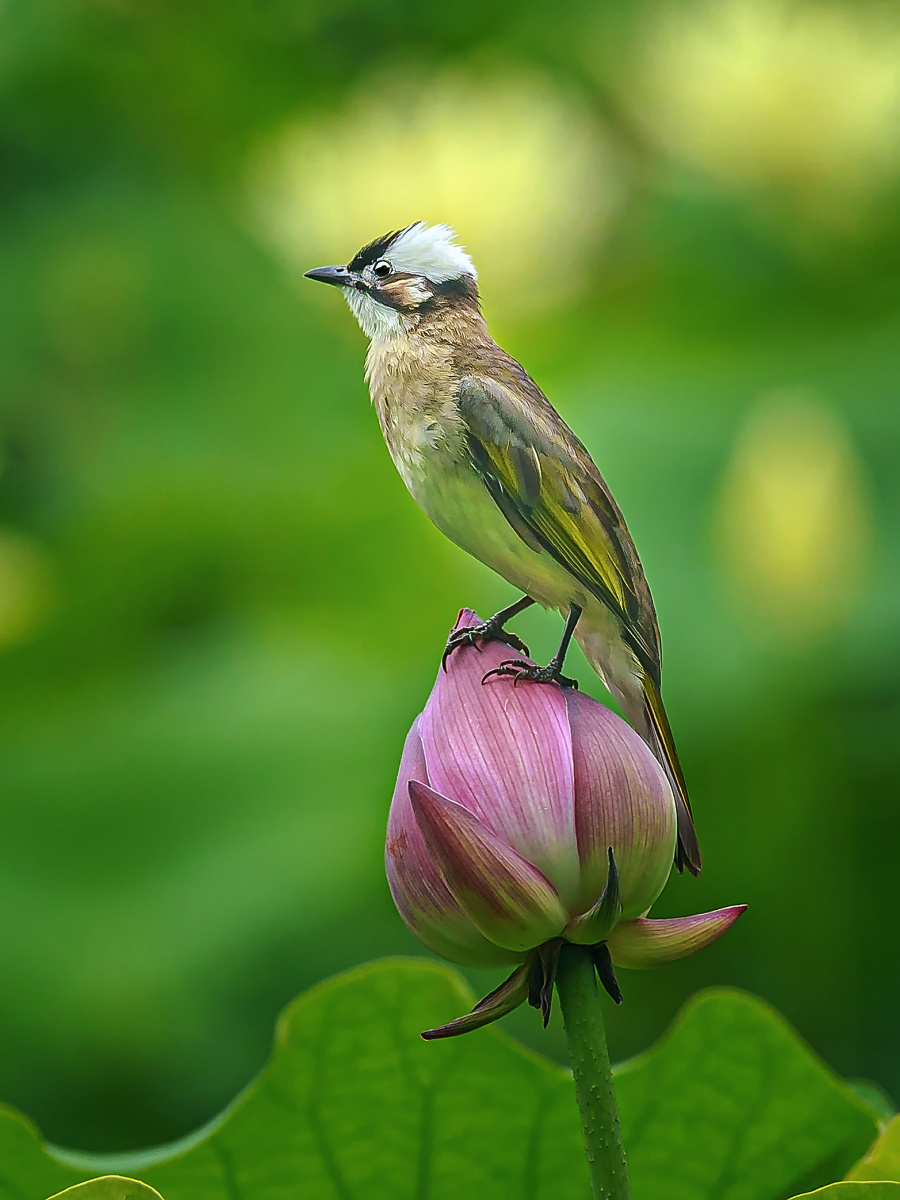 伫立在荷花蓓蕾上的鸟