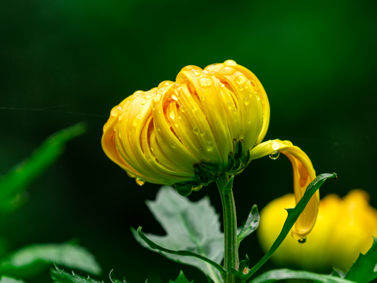 菊- 残阳如血239 - 图虫