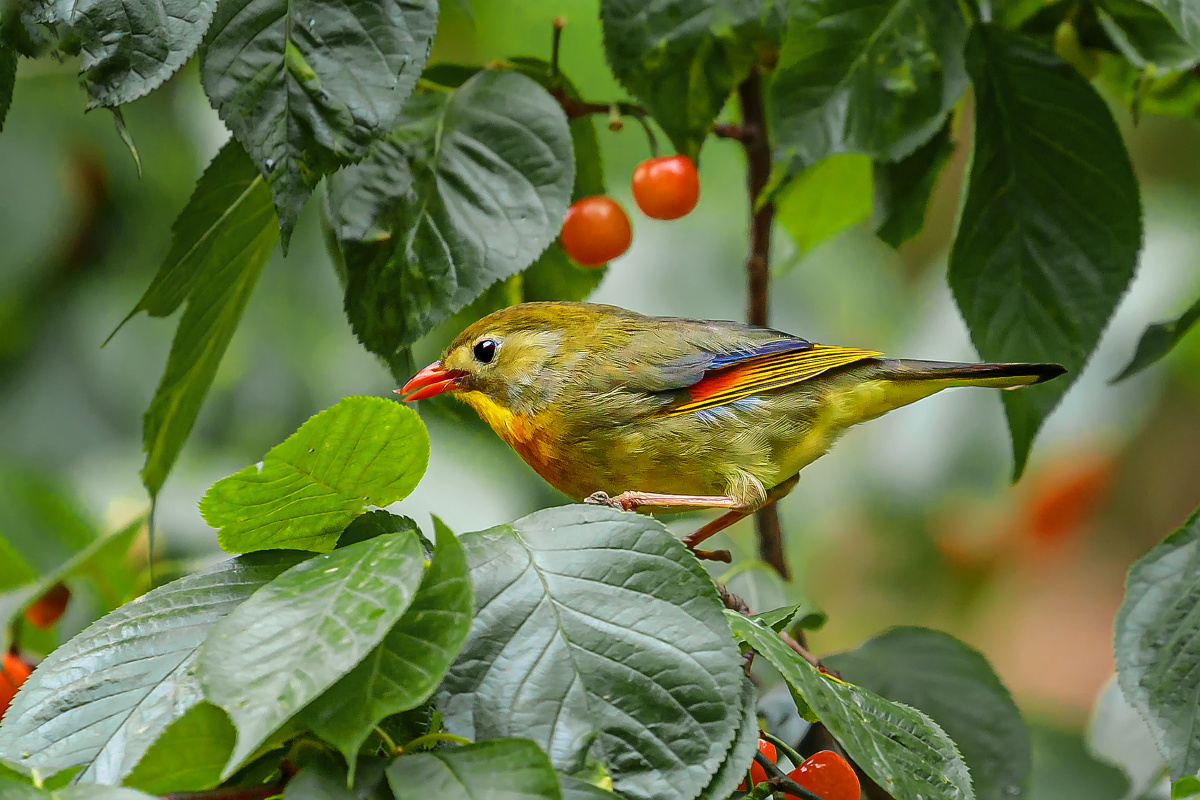 樱桃树上的相思鸟