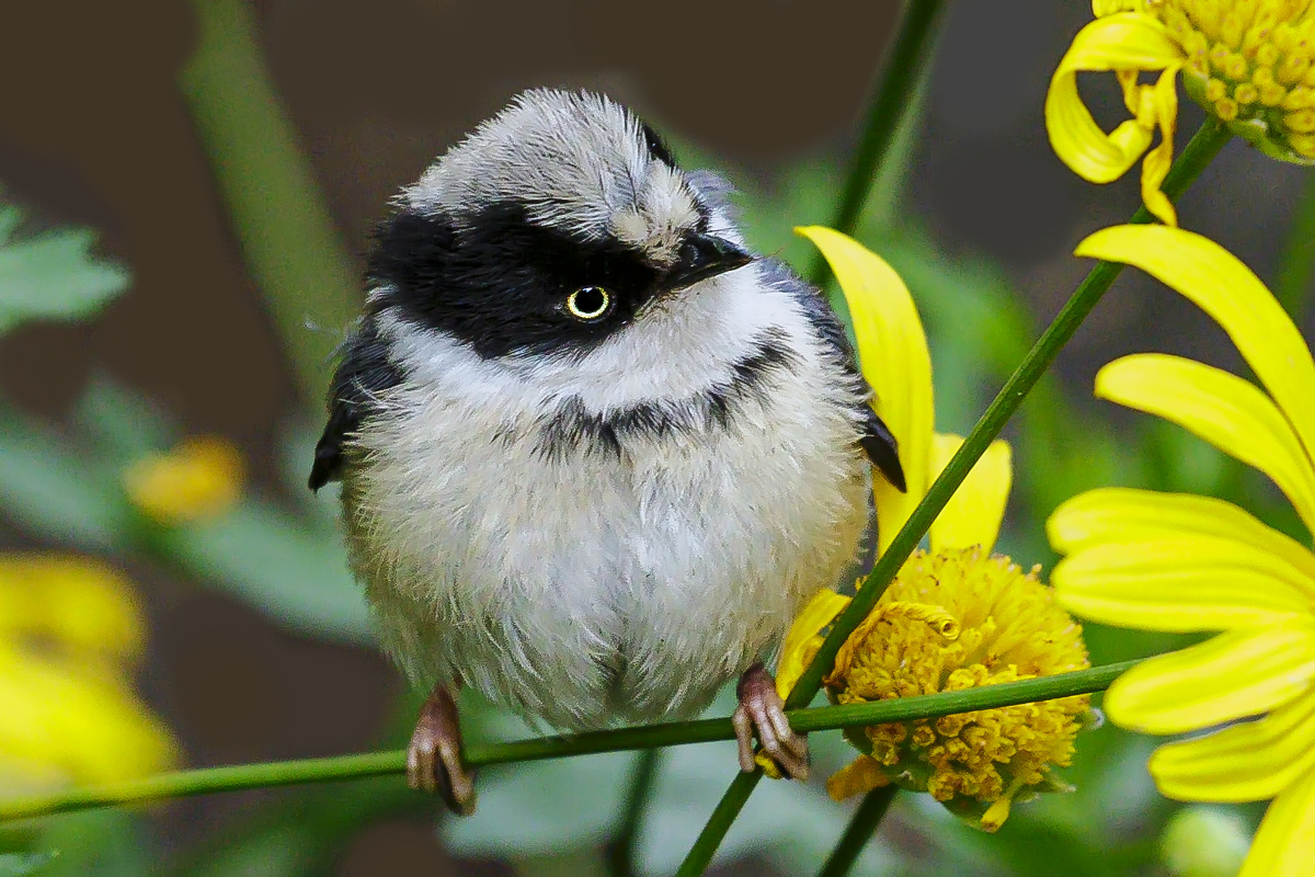 红头长尾山雀幼鸟