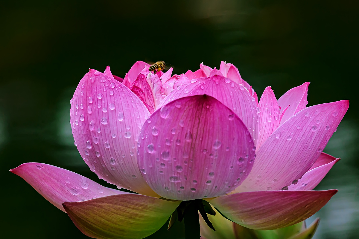 荷花 雨露 蜜蜂