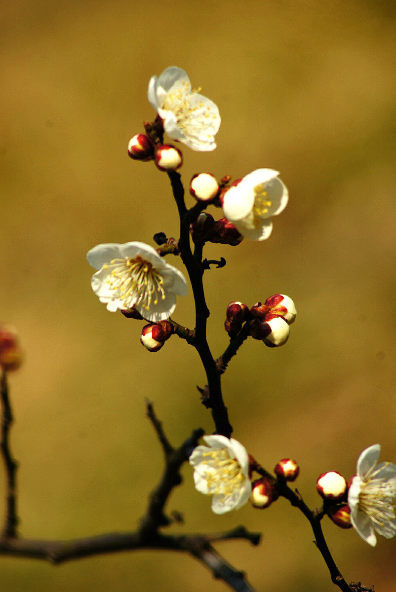 东风吹梅便成春