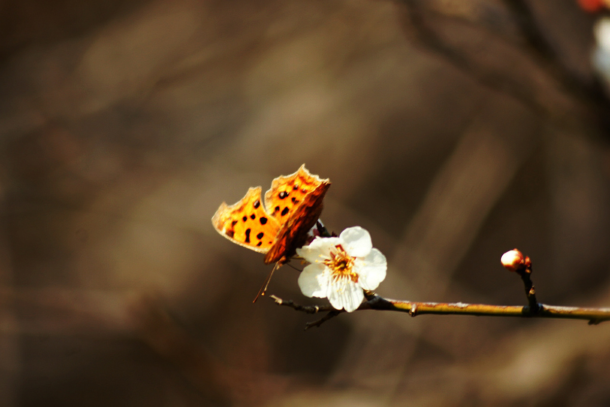 东风吹梅便成春