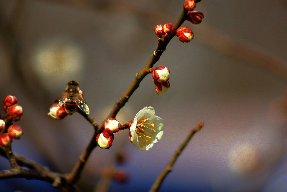 东风吹梅便成春
