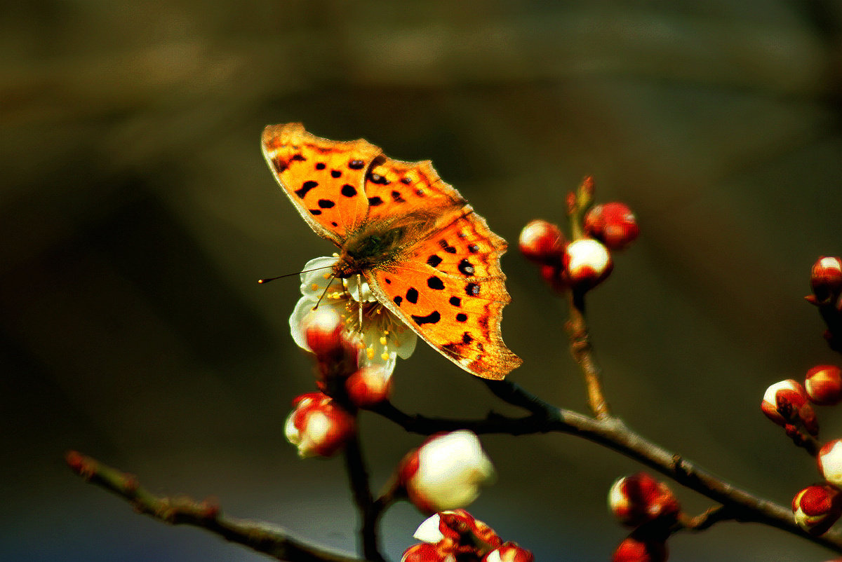 东风吹梅便成春