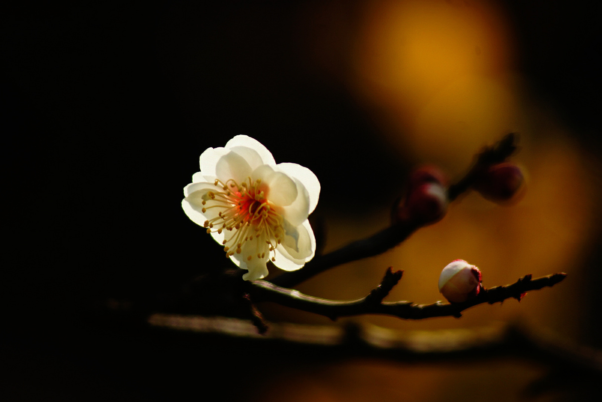 东风吹梅便成春