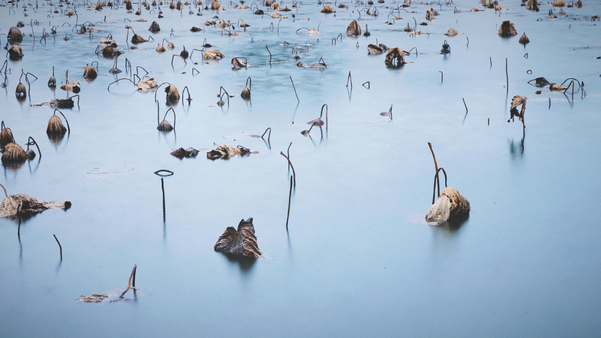 冬季雨天的西湖残荷