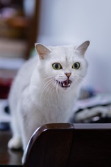 8335