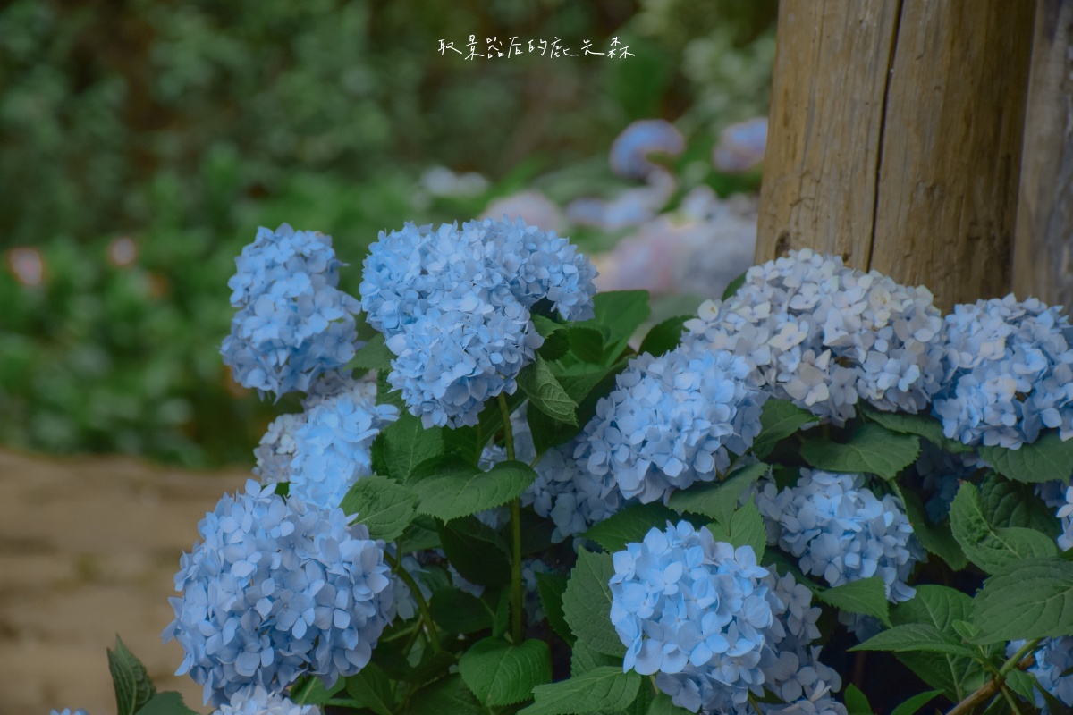 无尽夏沉浸在夏天的蓝色梦境里