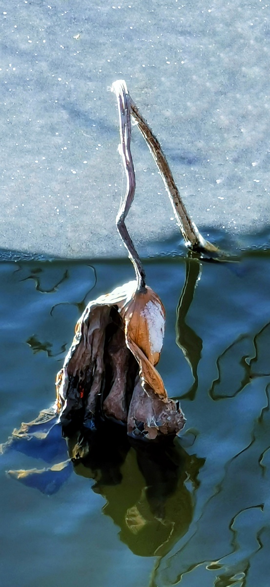 手机摄影雪后残荷