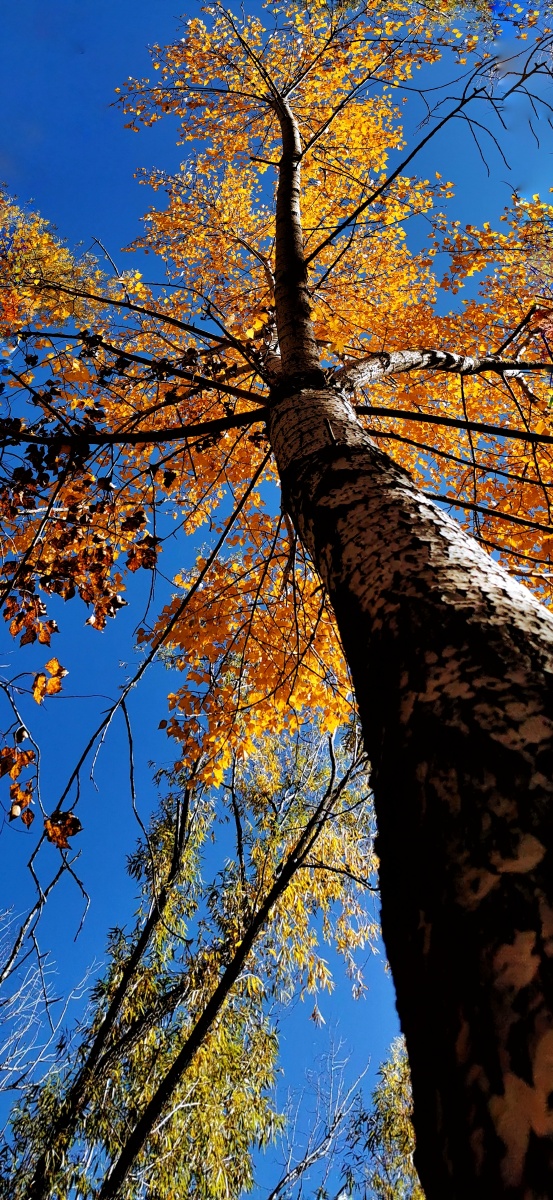 手机摄影一树秋色