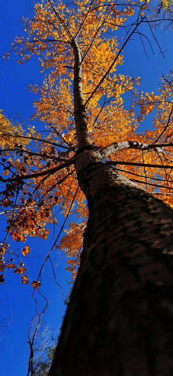 手机摄影一树秋色