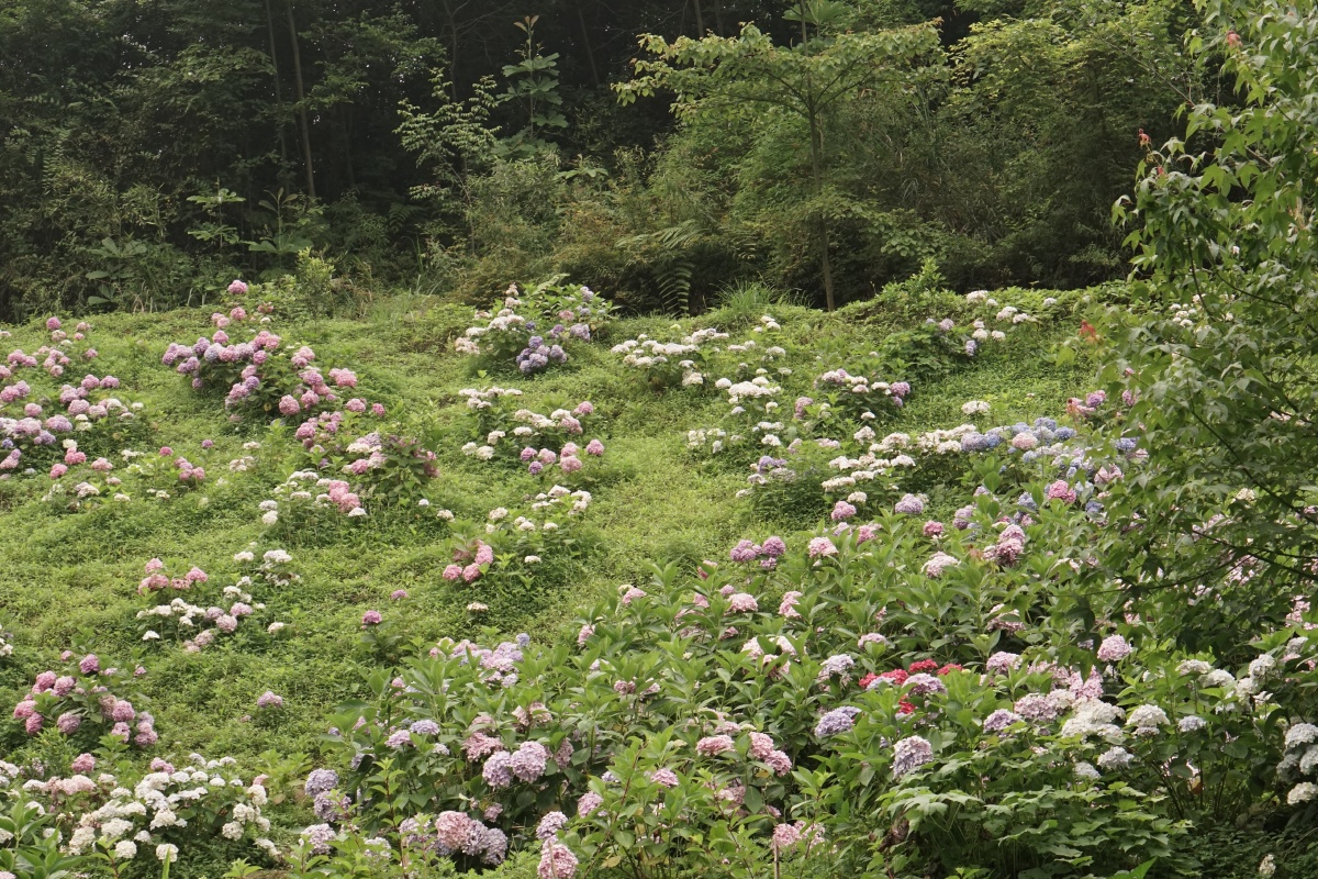 绣球山谷鹿野花塔