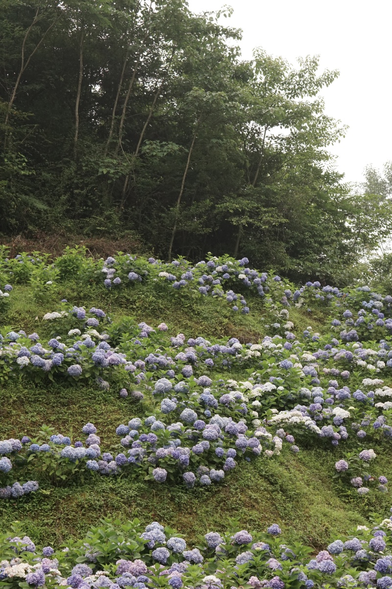 绣球山谷鹿野花塔