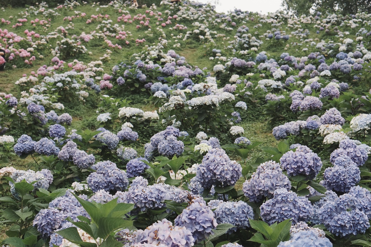 绣球山谷鹿野花塔