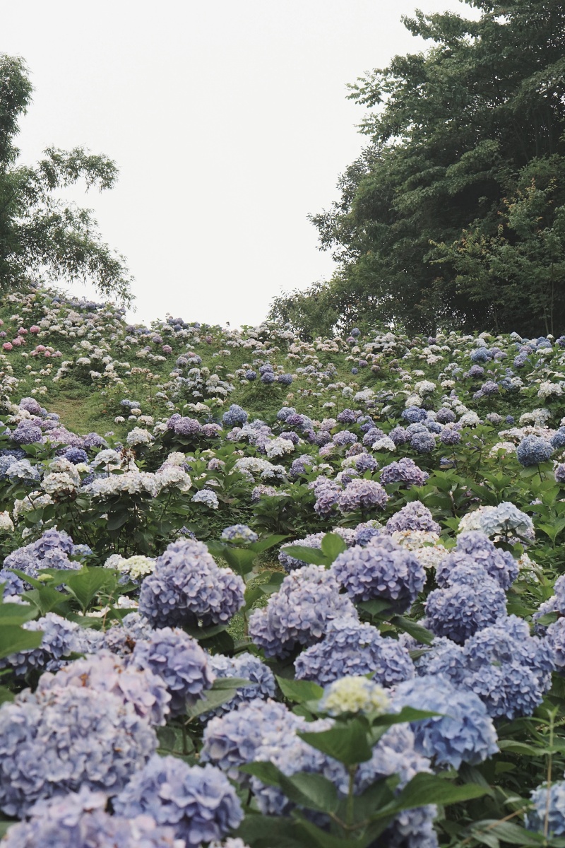 绣球山谷鹿野花塔