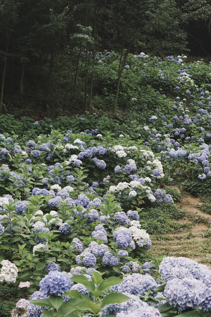 绣球山谷鹿野花塔