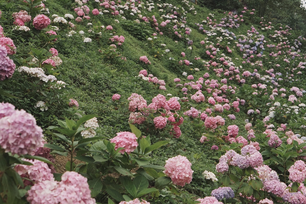 绣球山谷鹿野花塔