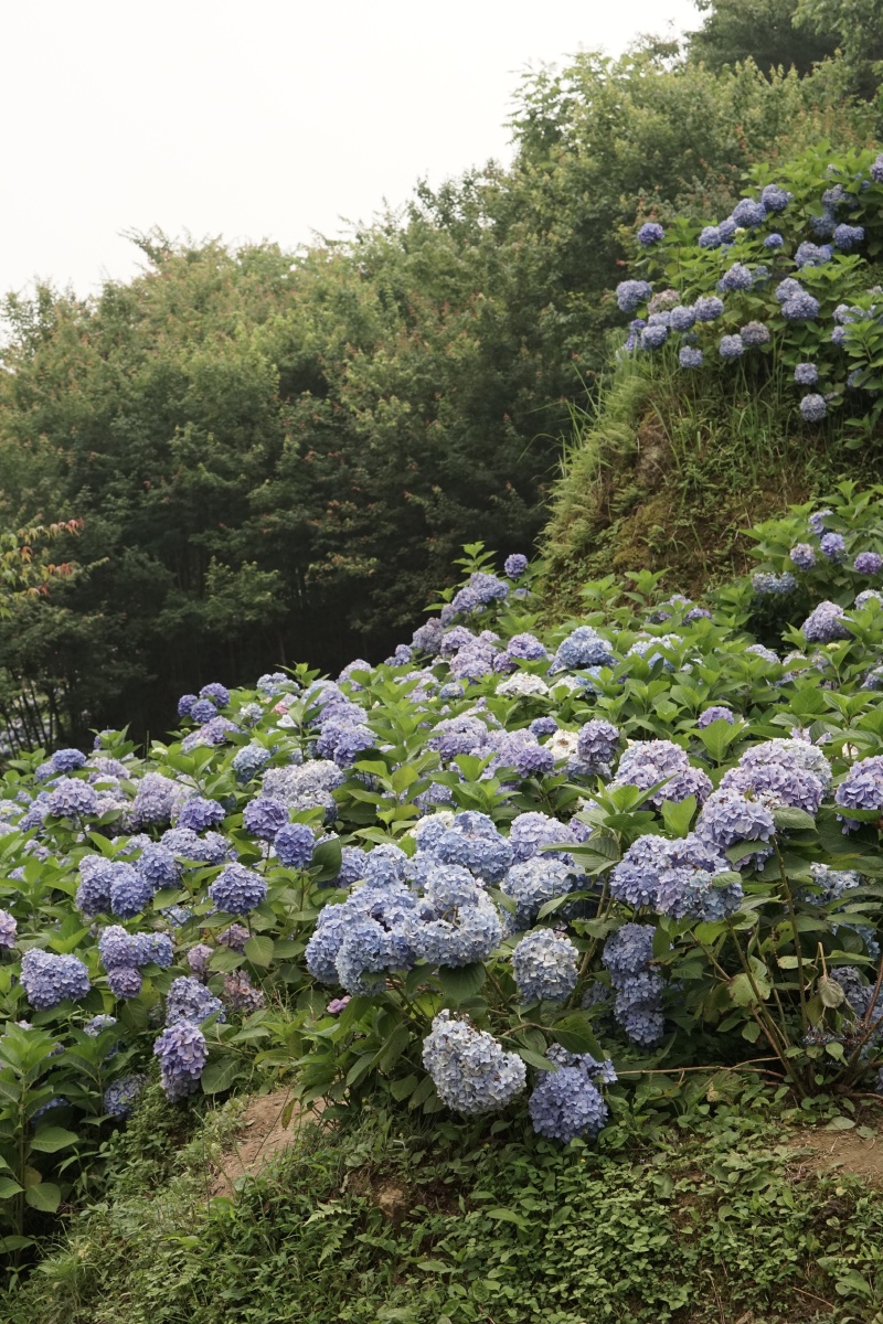 绣球山谷鹿野花塔