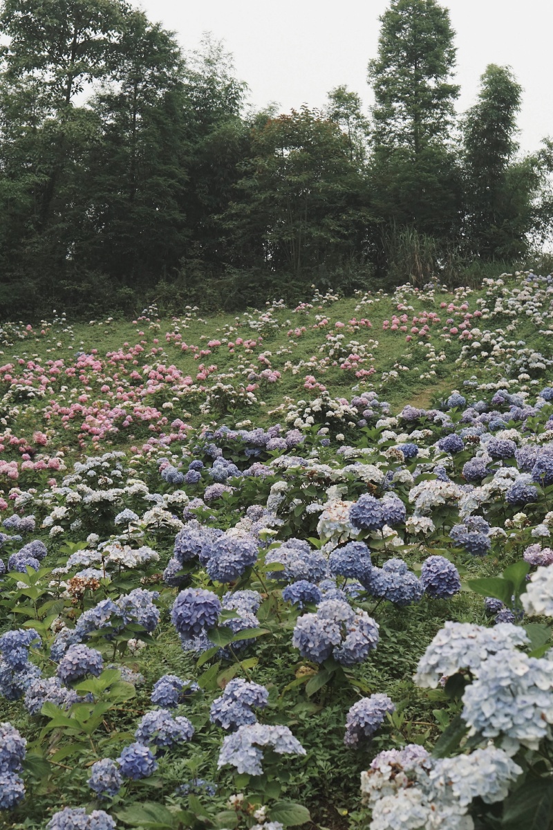 绣球山谷鹿野花塔