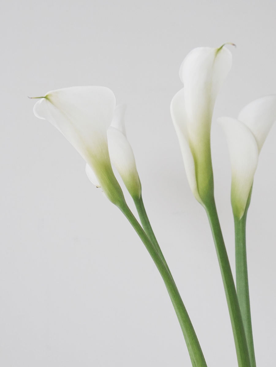 马蹄莲 - clingtou - 图虫