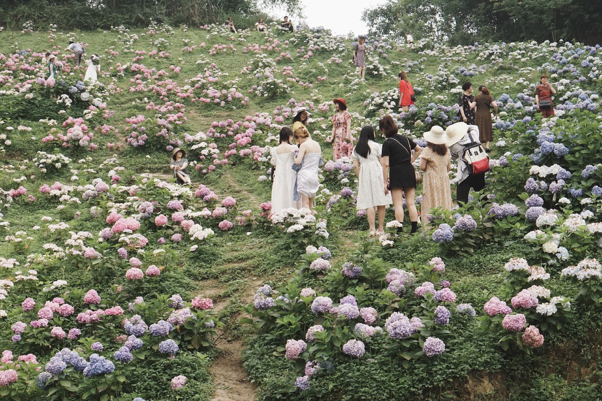 绣球山谷鹿野花塔