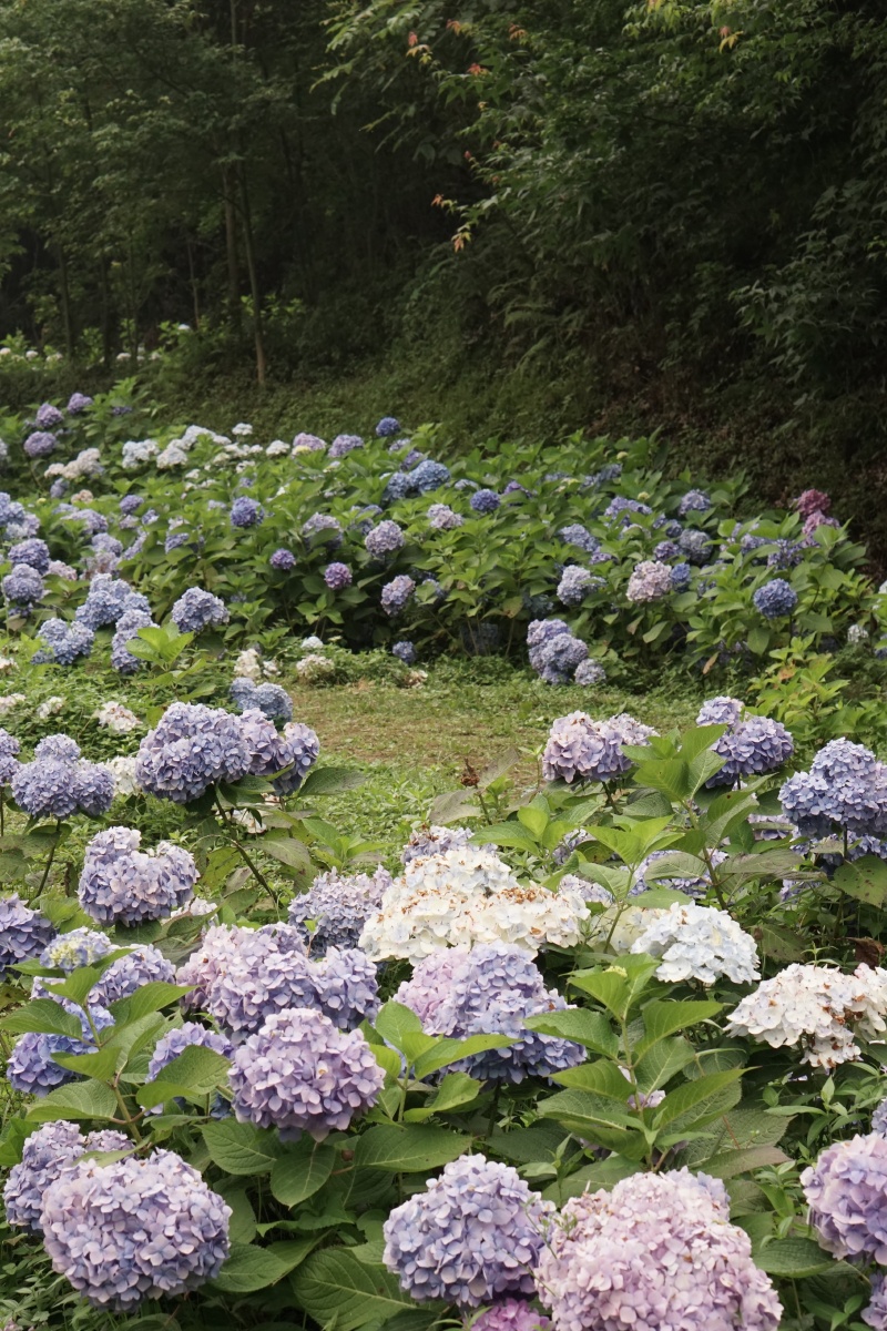绣球山谷鹿野花塔