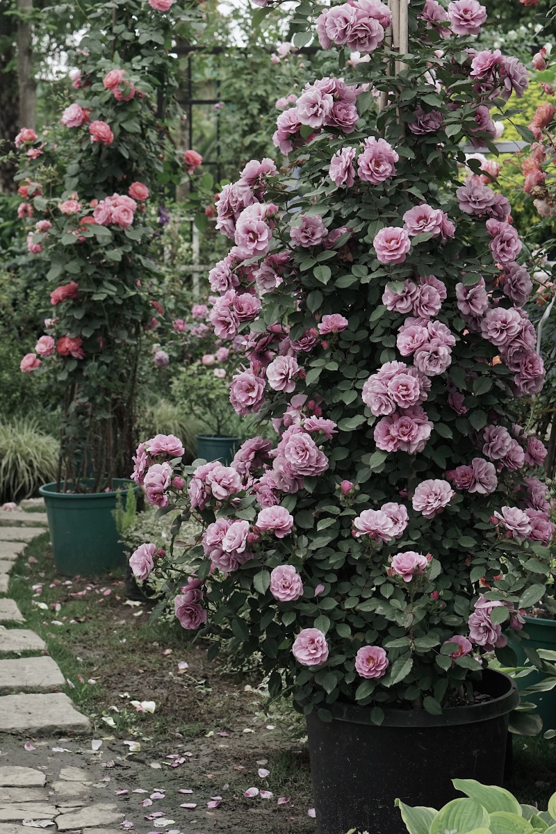 巴比伦眼睛系列月季紫晶