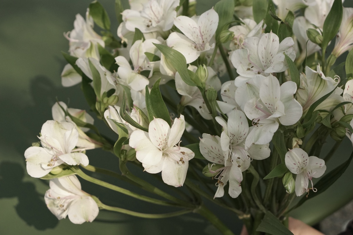 白色水仙百合选