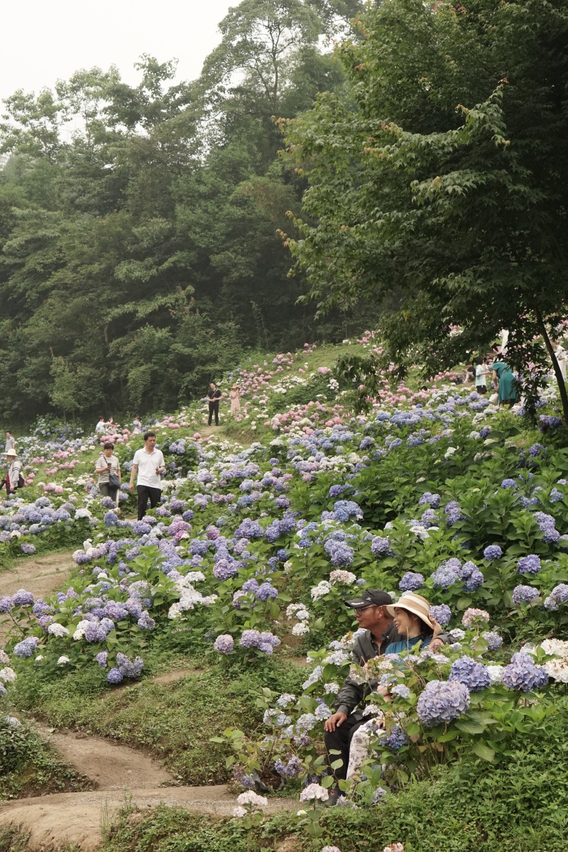 绣球山谷鹿野花塔