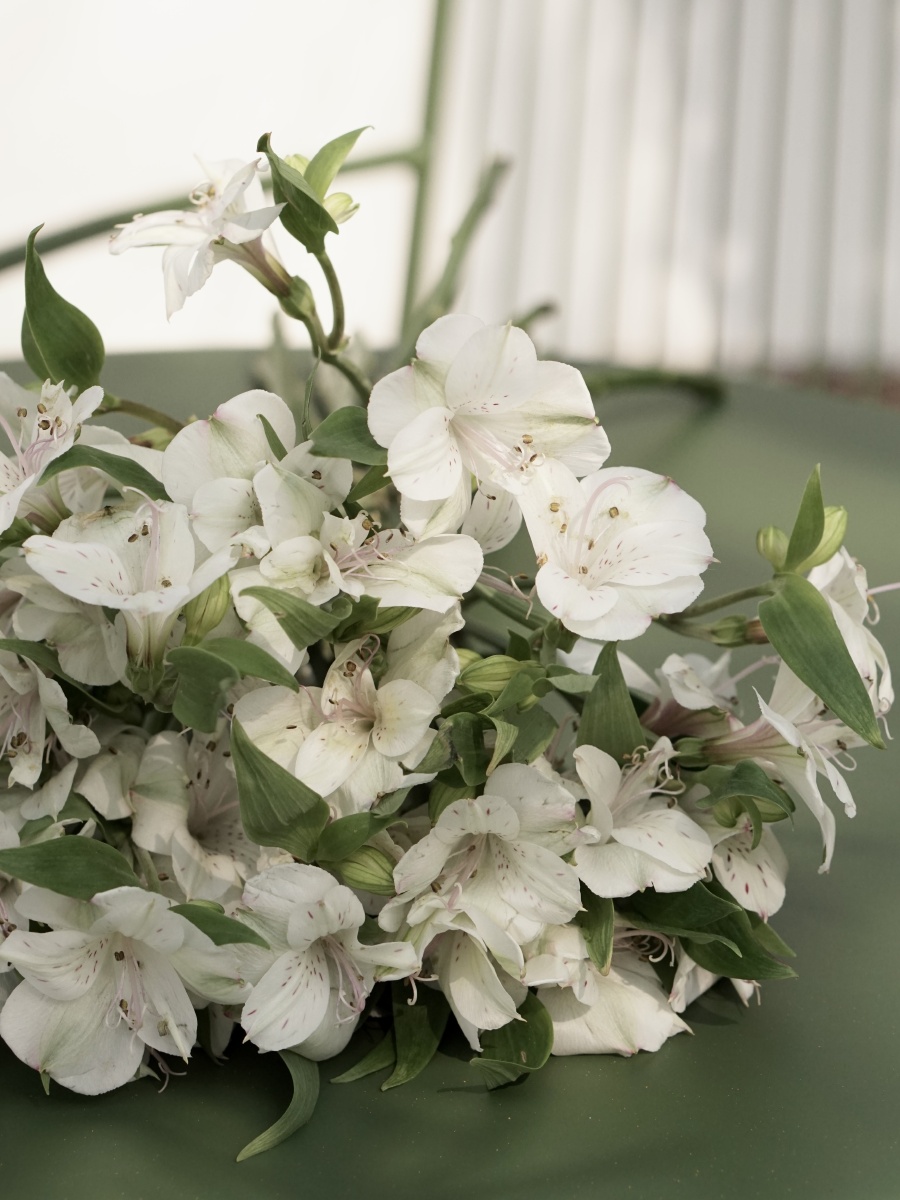 白色水仙百合选