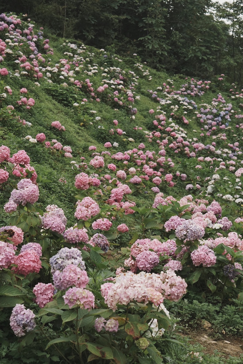 绣球山谷鹿野花塔