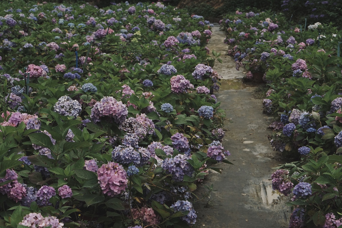 绣球山谷鹿野花塔