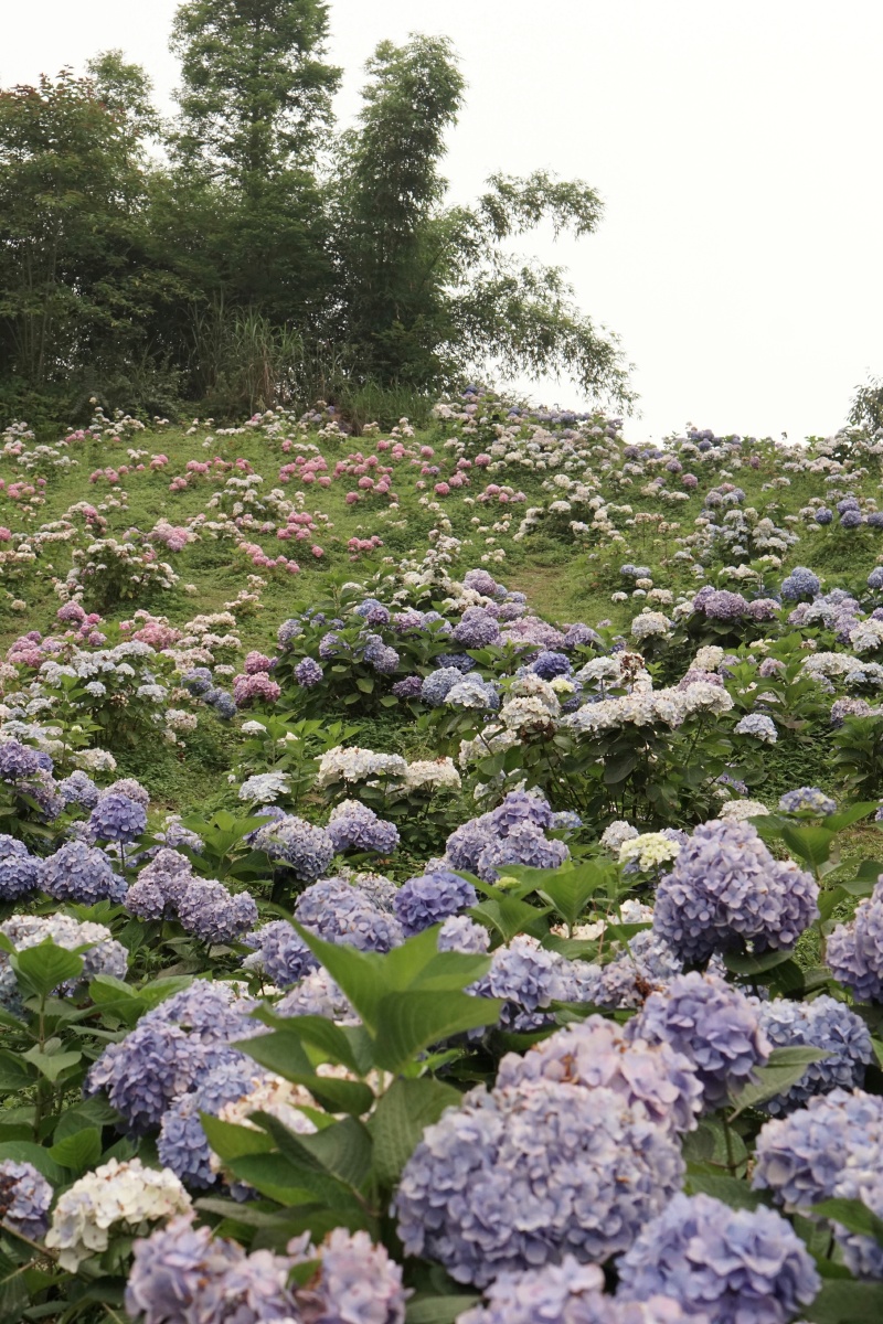 绣球山谷鹿野花塔