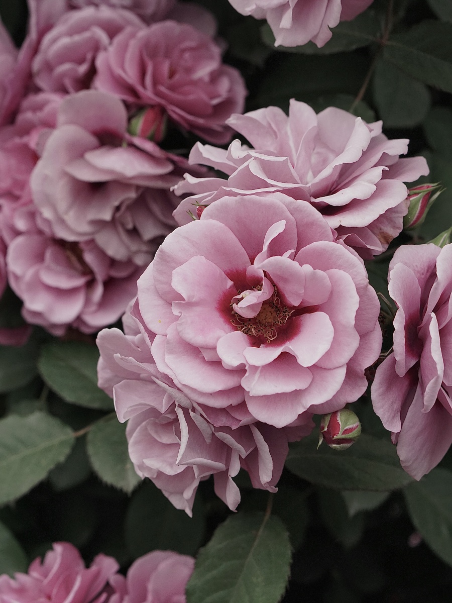 巴比伦眼睛系列月季紫晶