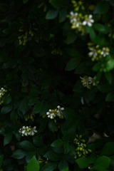 657EC872-25E8-471D-B7A8-2463D1A389F7/L0/001