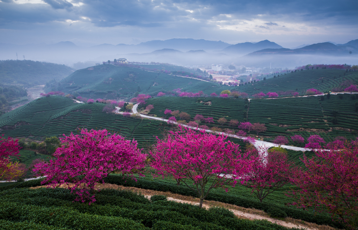 樱花茶园