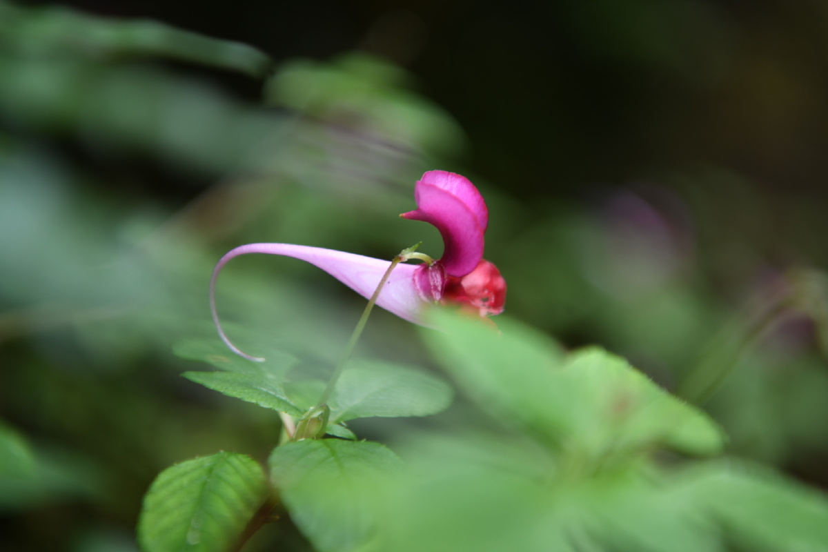 鸭跖草状凤仙花 - 凡素履 - 图虫