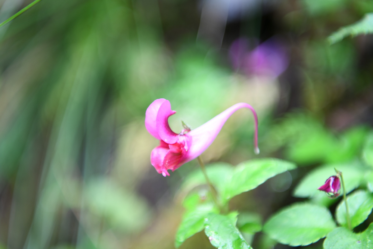 鸭跖草状凤仙花 - 凡素履 - 图虫