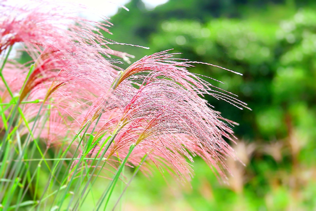 报！2025全国洞庭·世界芦苇艺术季行将到来！