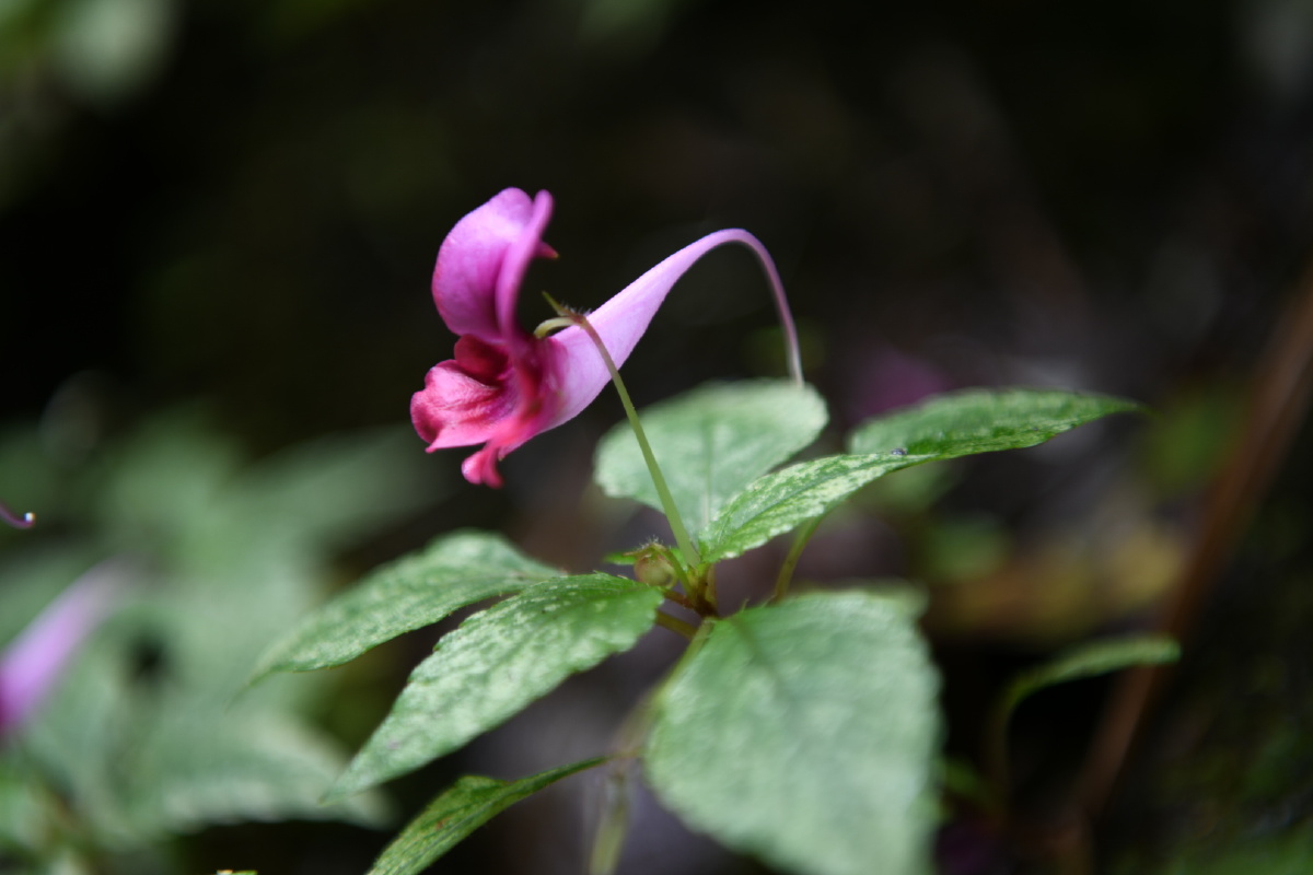 鸭跖草状凤仙花 - 凡素履 - 图虫