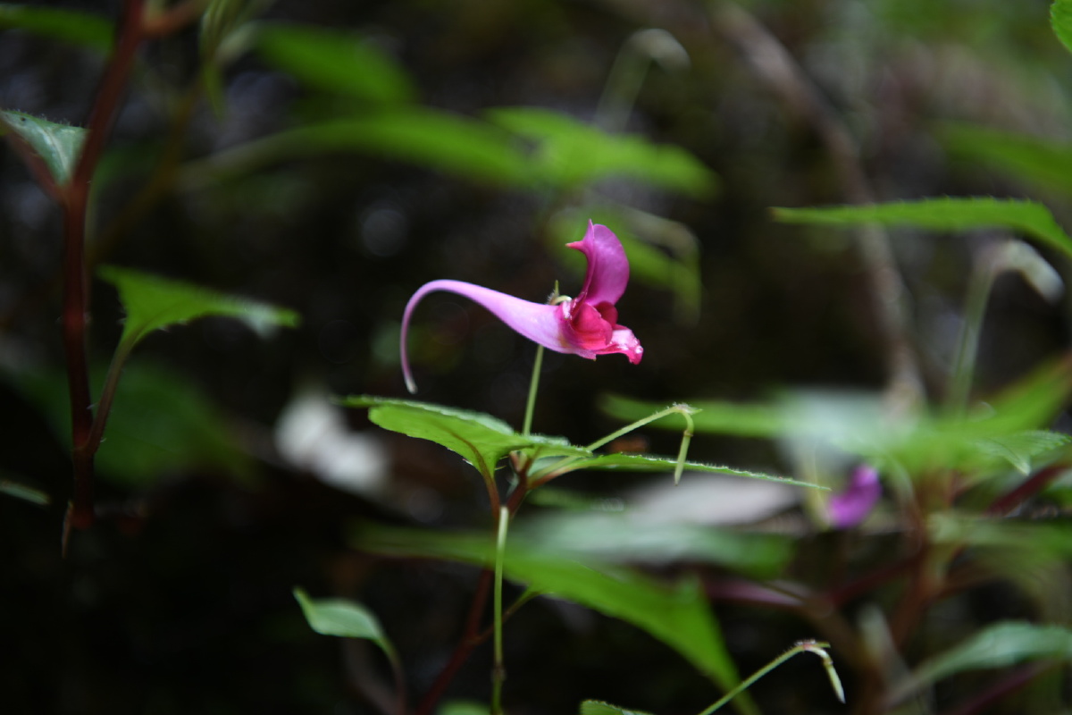 鸭跖草状凤仙花 - 凡素履 - 图虫