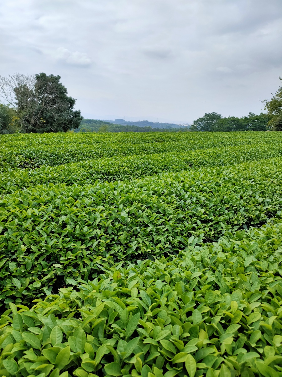 茶园
