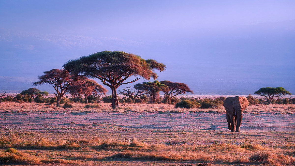 非洲草原上的象 - 兄弟路子野啊 - 图虫