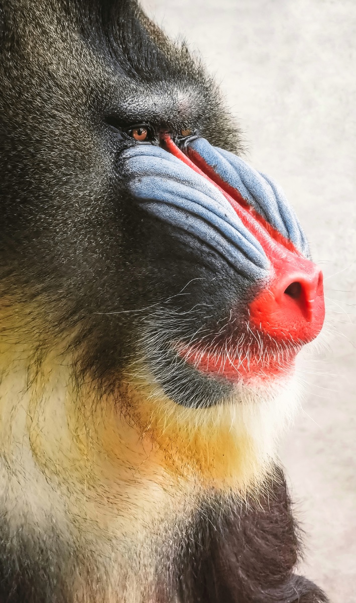 wildworld野生华为p40pro拍摄