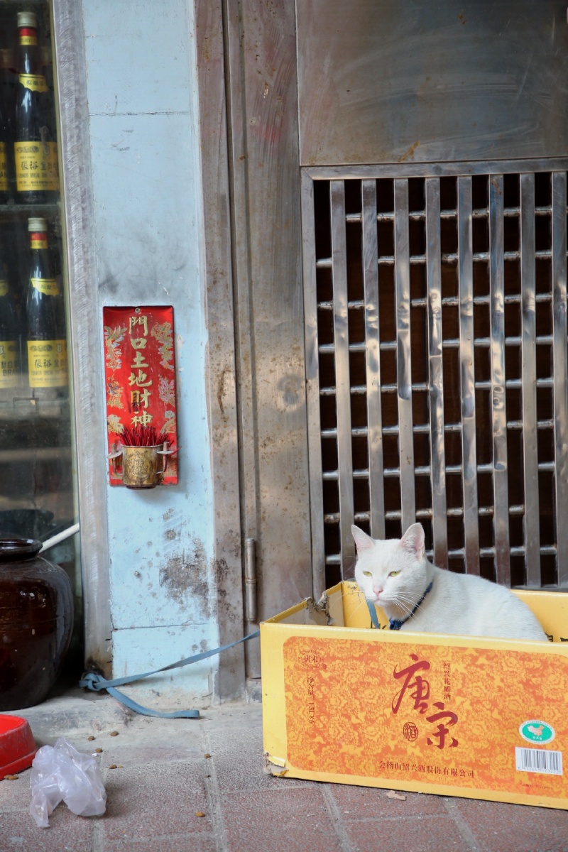 猫日记:门口土地财神