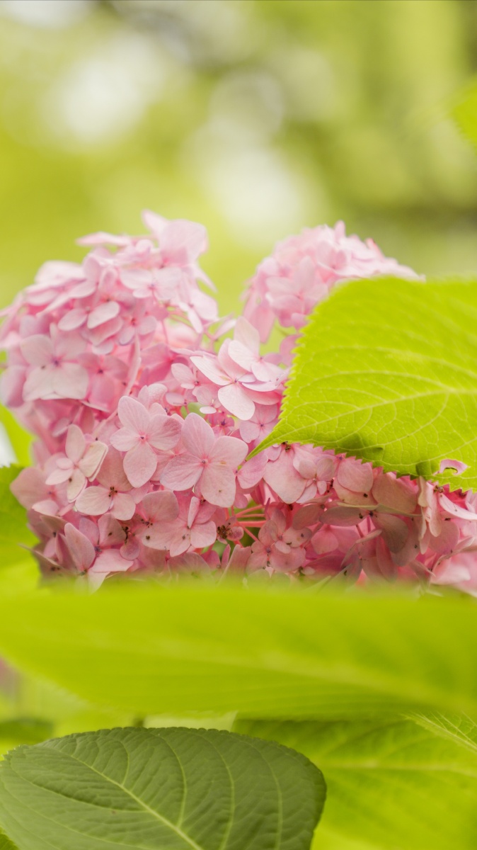 粉绣球花语可爱纯真美好的回忆期待爱情