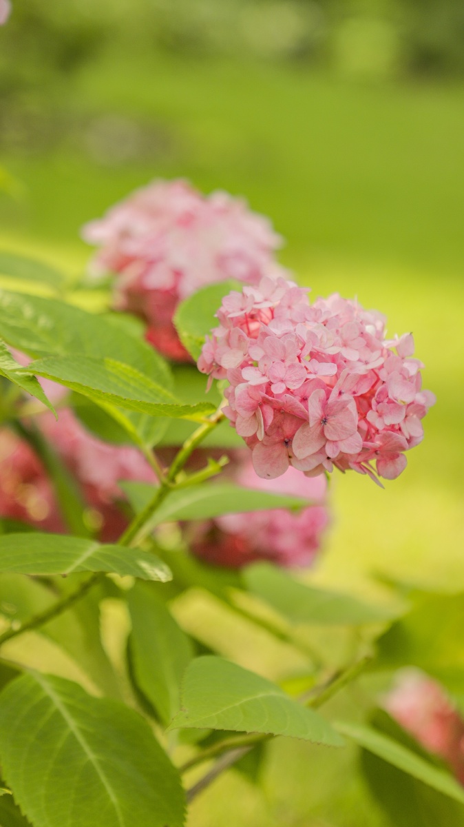 粉绣球花语可爱纯真美好的回忆期待爱情