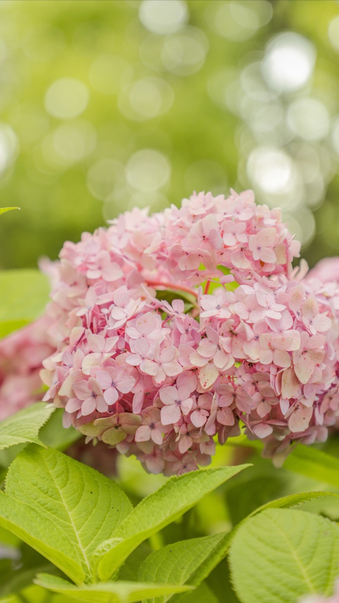 粉绣球花语可爱纯真美好的回忆期待爱情
