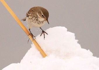 16205